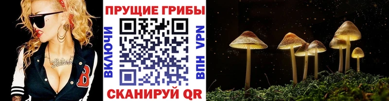 блэк спрут зеркало  Александровск  Псилоцибиновые грибы Psilocybe 